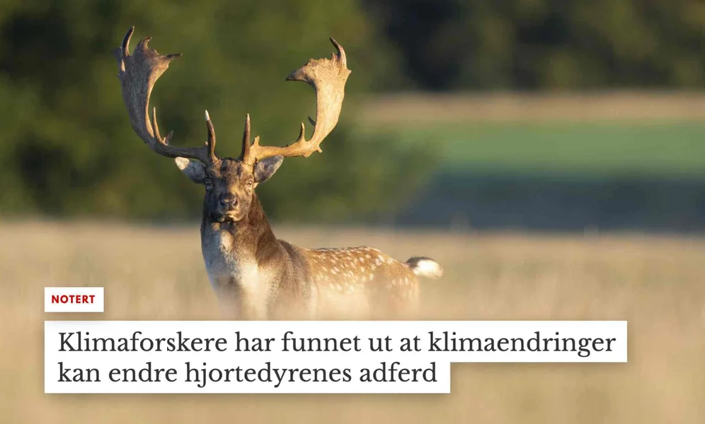 Faksimile fra Documents omstridte nyhetsnotis 17.10.2024, med hjortefoto av Thomas Traasdahl (Ritzau Scanpix/NTB).